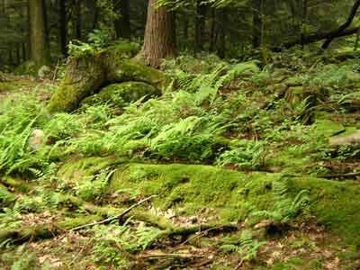 9.1 Coniferous Forests The trees often grow in dense stands that prevent sunlight from reaching the forest floor.