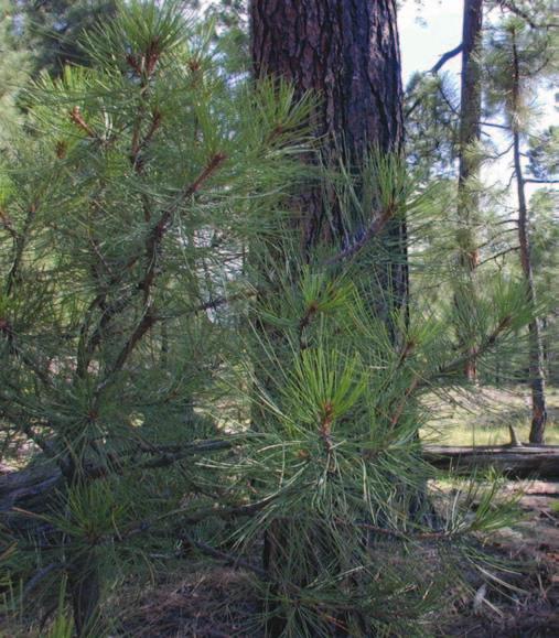 Forest Resources of the Apache-Sitgreaves National Forest Paul Rogers The Interior West Forest Inventory and Analysis (IWFIA) program of the USDA Forest Service, Rocky Mountain Research Station, as