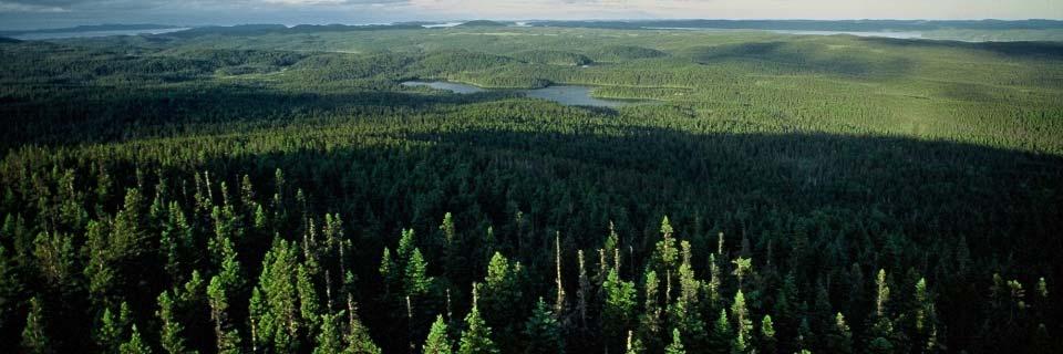 The Forest Biomass in Canada Canada has 347.7 Mha of forest, 41.