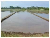 Water losses in clay soils may range from 200mm to 400mm whereas in very sandy soils 1000mm to 2000mm of water could be lost to deep percolation.