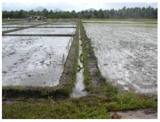 Length of Growing Period The longer the crop growth period the higher will be the water requirement. A general rule is that a rice crop will need approximately 10mm of water per day.
