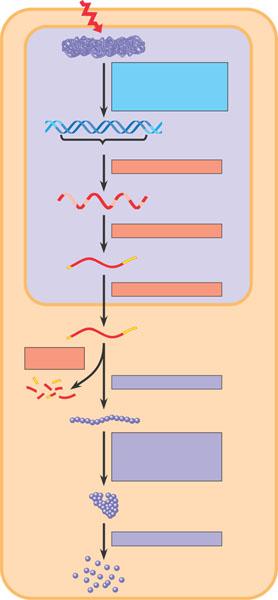 5. In the diagram below highlight all of the potential locations for gene expression regulation in eukaryotic cells.