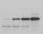 The asterisk () marks the predicted position of the uncleaved fusion which is undetectable. ( Quantifications of immunoblots from A.