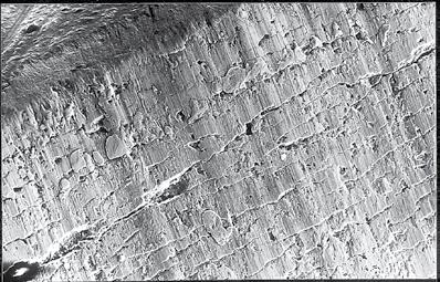SEM photograph of a D2 punch worn by abrasive wear (work material 1% C-steel at 46 HRC).
