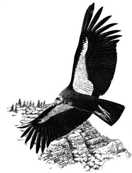 Condor sanctuaries and protected areas: