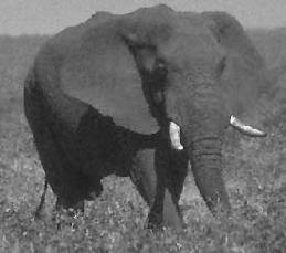 African Elephants History of severe poaching