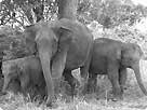 Species Approach Case Study: The Asian Elephant Elephant and