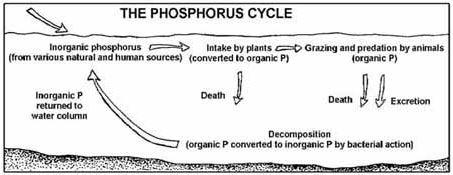Phosphorus Cycle U.S.