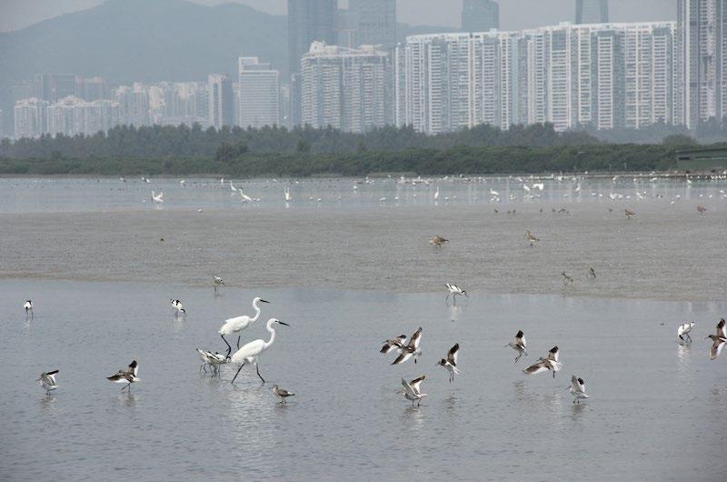 Paul Steyn Mai Po Marshes and Inner Deep Bay Located in Hong Kong, China, Mai Po is a shallow coastal bay with extensive intertidal mudflats backed by dwarf mangroves, shrimp and fishponds.