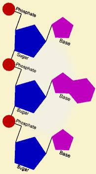 DNA nucleotides are linked together by covalent bonds to form a single strand.