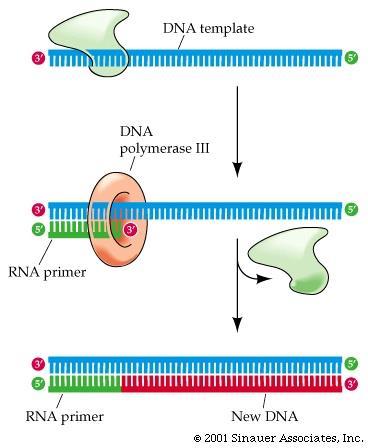 DNA Polymerase Rule #2: The enzyme must have something to build onto in order to build a new backbone. It cannot start from scratch.