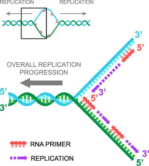 Since the replication fork moves through the DNA like a wave, one backbone can replicate by following behind the fork, the other must wait for enough of the template DNA