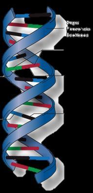 Structure of DNA and Nucleotides DNA is arranged into a double helix structure where the two backbones