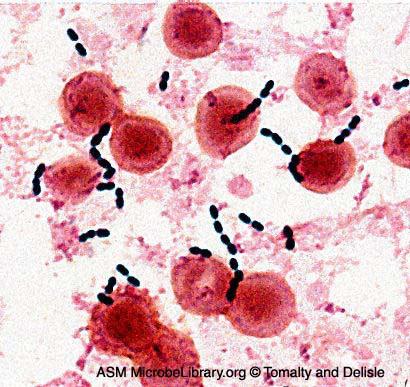 Gram stained preparation http://textbookofbacteriology.