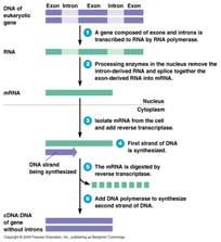 DNA with a DNA machine DNA from eukaryotic cells cdna (complementary DNA) Problem that genes contain exons and introns Use reverse