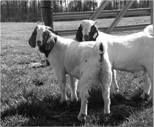 Meat Goat Grades Selection 1 Thickly muscled, very good overall health, indications of very high level of