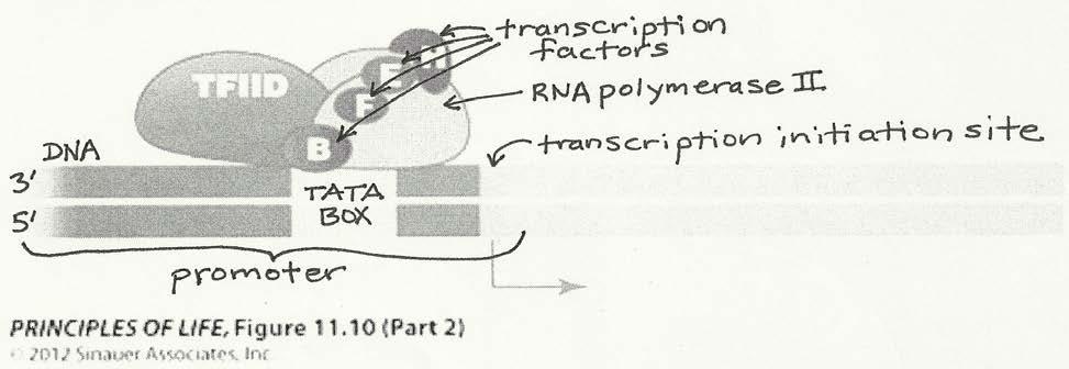 complex (not to the DNA), so the RNA polymerase cannot initiate transcription until numerous transcription factors have become attached. 16.
