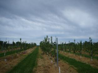 between tree rows) and the tree/vine canopies themselves.