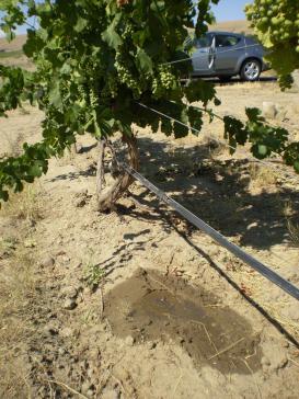 How do you deliver needed water? Micro irrigation system Calc pumping or source capacity in GPM (wells, etc.) Blocking strategies Orchard/vineyard blocks considering capacity and delivery needs.