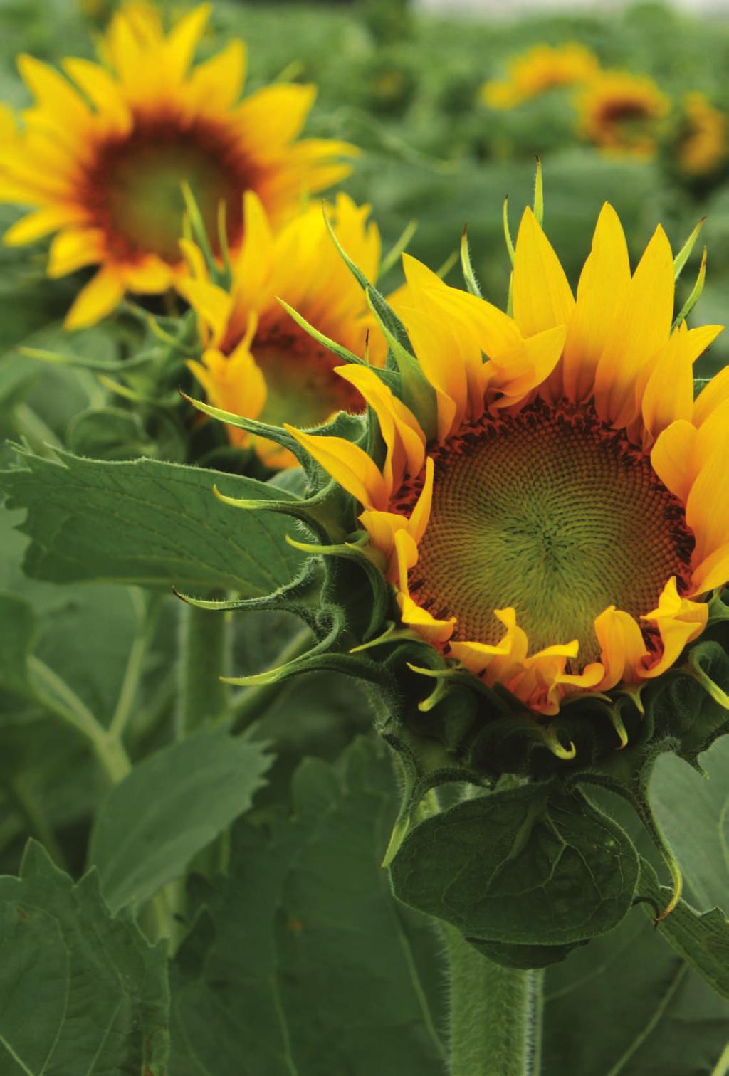 Syngenta delivers grower value in sunflowers At Syngenta, we are proud to support the sunflower industry.