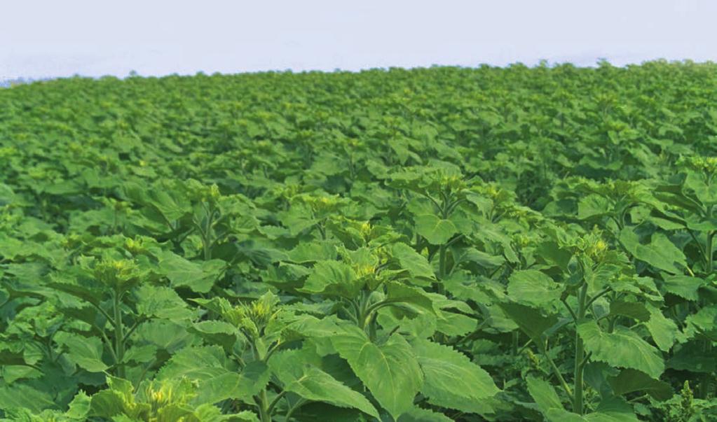 herbicides Excellent tool to control weeds in reduced tillage systems to help conserve moisture Reliable insect protection for a more productive stand Crabgrass Kochia Pigweed Warrior II with Zeon