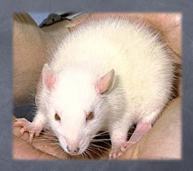 Both mouse and rat have starey (piloerection of guard hairs) coats and