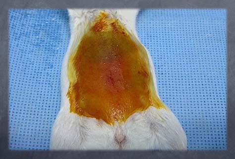 Rodents don t get infections????? So Why Aseptic Rodent Surgery?