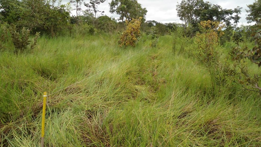 slide 12 of 20 Pasture Land (Cerrado) Comply with the ISCC Requirements? -Would not cease to be a grassland (non native) -Is degraded Exotic grass (Urochloa sp.