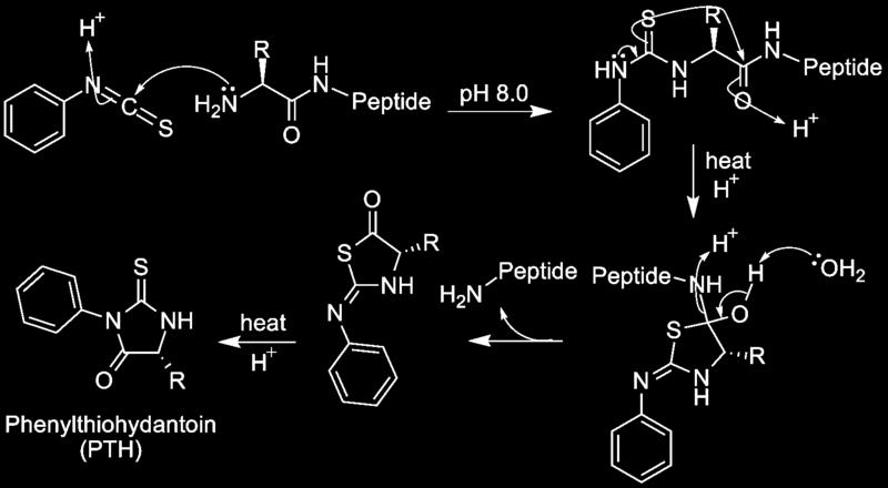 Edman degradation Phenyl isothiocyanate Phenylthiohydantoin (PTH)- amino acid derivatives are identified through
