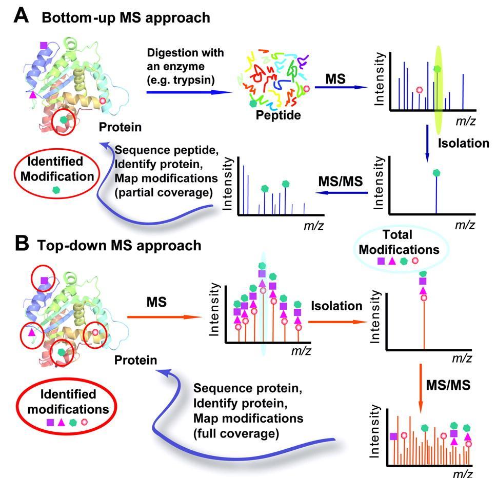 2 types of protein mass-spectrometry (MS) analysis: Top-down and