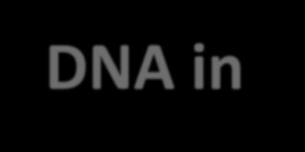 DNA in agarose gels can be