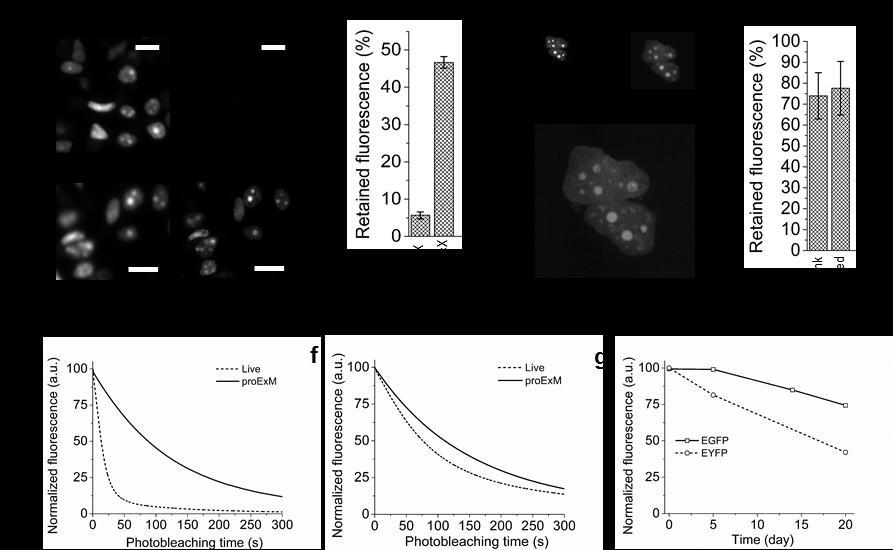 Supplementary Figure 5 Control experiments of retention of EGFP and EYFP fluorescence in HEK293FT cells after proexm.