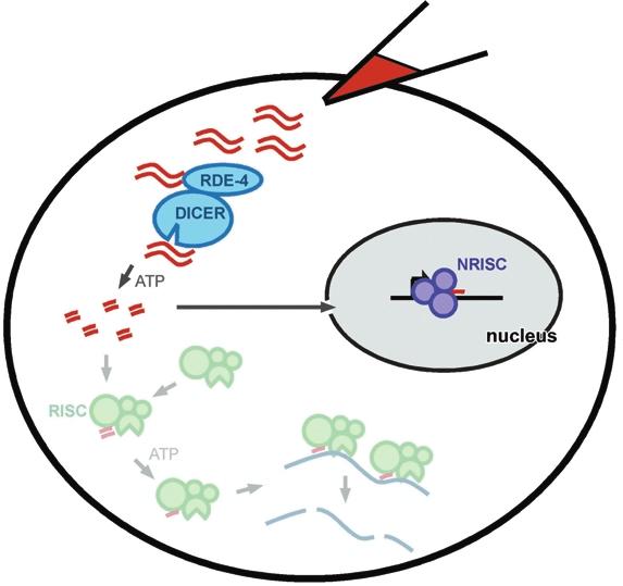 Figure 3.3. Model for gene silencing in the nucleus by RNAi. RNAi can also silence the transcription of targeted genes in certain organisms.