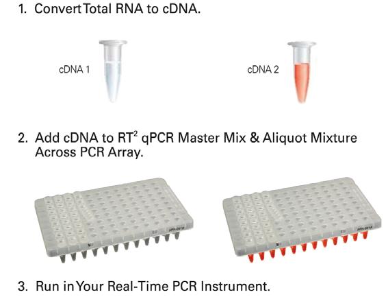 How PCR Arrays Work cdna Synthesis (C-03 kit)