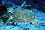 Green Sea Turtle Photo: Andy Bruckner, NOAA Endangered - Any species in danger of extinction throughout all or a significant portion of its range Threatened - Any species likely to become endangered