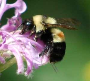 Native Bee Decline Though not as well documented, native bee populations are also declining Xerces Society lists 57 species of native bees as vulnerable or