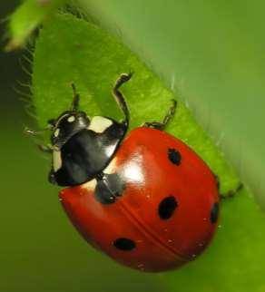 Beneficial Insects Adults ladybug Learn to recognize all life stages of