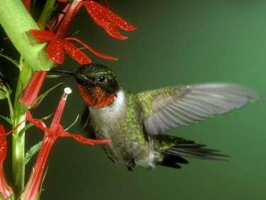 Pollinators Move pollen from flower to flower,