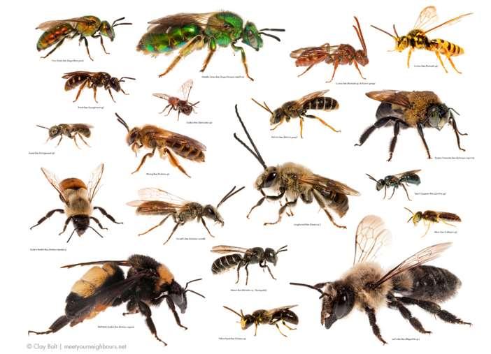 Toxicity Refers to lethal effects Levels are based on honey bees, not native bee species