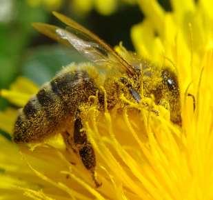Pollinators Bees are the most efficient pollinators