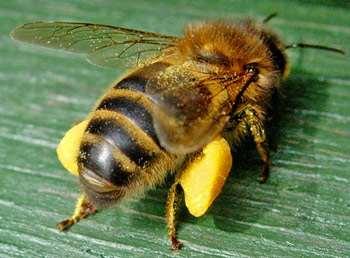 Protein source, fed to immature bees Also collect