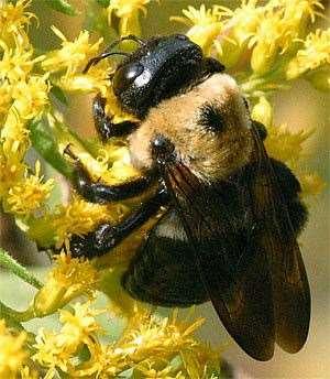 Native Bees 50 species of