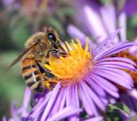 Using Pesticides: Best Management Practices To minimize impact on pollinators: Minimize the need for