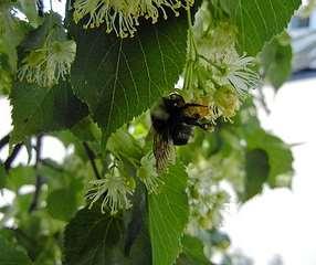 Minimizing Impact Most bee poisoning incidents