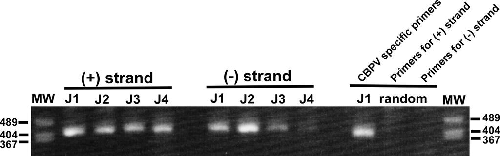 Viruses2012, 4 1096 Figure 1. Molecular detection of the (+) and ( ) strands of CBPV RNA2 in dying workers. (+) and ( ) strands of CBPV RNA2 in dying workers from the A.