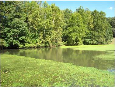 2007 TMDL Study for Phosphorus to Address Nine Eutrophic Ponds in Rhode Island RIDEM performed a TMDL study that addresses phosphorus and phosphorus related impairments in nine ponds in Rhode Island,