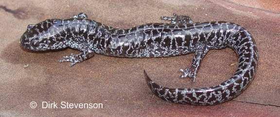 Common Name: FLATWOODS SALAMANDER (includes frosted flatwoods salamander, top photo, and