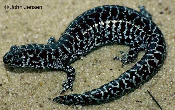 Ambystoma bishopi Other Commonly Used Names: none Previously Used Scientific Names: none