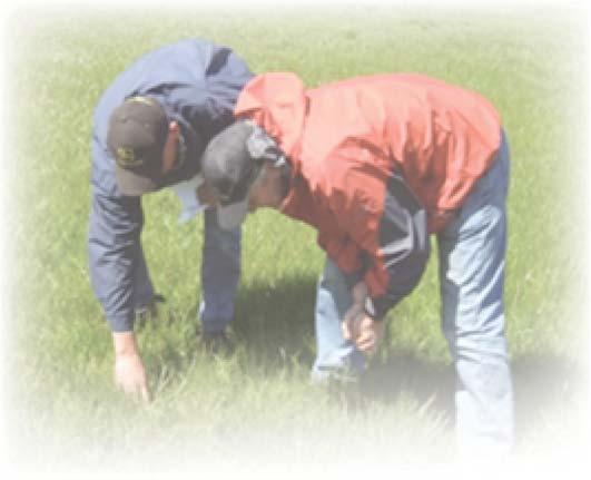 Managing pastures in spring and autumn to avoid them growing too long is important as it allows sunlight to reach the base of the plant for setting up tiller establishment for the following season.