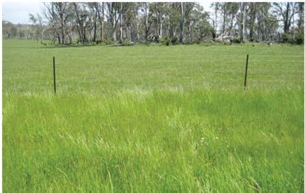 Figure 2: Effect of grazing at leaf stages 1, 2 & 3 on pasture root growth There are three basic grazing systems that can be used on your property; Set stocking Livestock are usually grazed in the